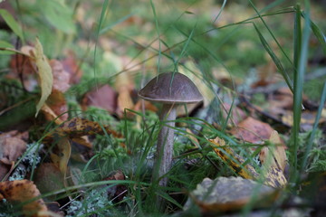 mushroom in the forest
