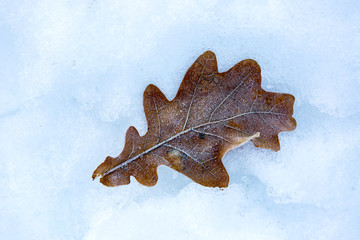 Obraz premium oak leaf on snow surface