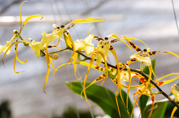 close up of beautiful dendrobium orchid species in the garden