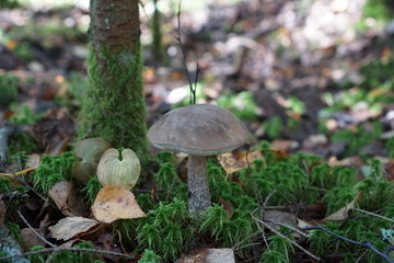 mushroom in the forest