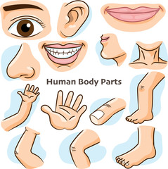 Human body parts - Vector Illustration