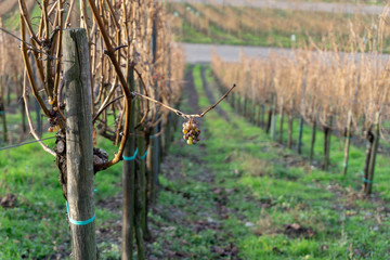 Lonely grapes on a vine