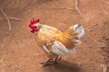 Rooster standing on sand surface