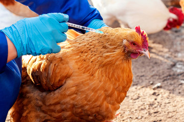 Female veterinarian in blue gloves and uniform makes injection of chickens, vaccination, chicken...
