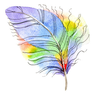 Colorful bird feather from wing isolated. Watercolor background illustration set. Watercolour drawing fashion aquarelle.