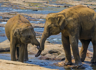 wild Elephants family bathing in river
