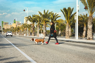Girl crossing the street with her happy Basset hound on a beautiful beach street stuck with coconut palms and palm trees. Woman walking her dog with sausage in the crosswalk