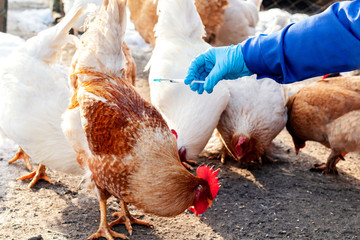 Female veterinarian in blue gloves and uniform makes injection of chickens, vaccination, chicken flu. Veterinary Medicine.