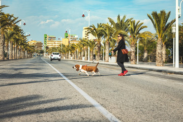 Girl crossing the street with her happy Basset hound on a beautiful beach street stuck with coconut palms and palm trees. Woman walking her dog with sausage in the crosswalk