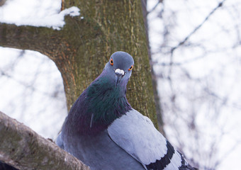 pigeon in the park
