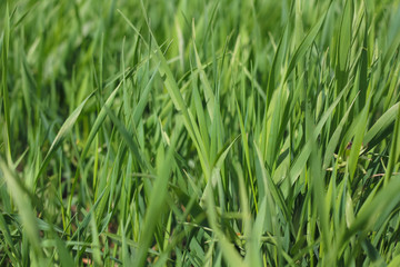 Fototapeta na wymiar Green grass background. Natural nature,. Young fresh grass