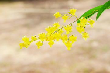 close up of beautiful dendrobium orchid species in the garden