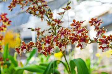 close up of beautiful dendrobium orchid species in the garden
