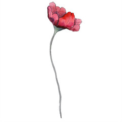 Red poppy floral botanical flower.Watercolor background illustration set. Isolated poppy illustration element.