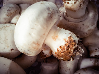 fresh mushrooms