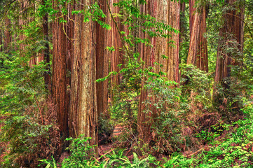 Redwood Tree Forest in Redwood National Park, Humboldt, California