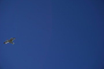 seagull flying across blue sky