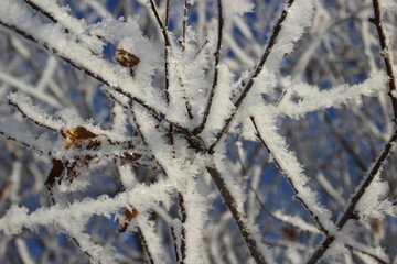 frost on branches