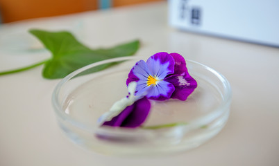 A purple petal is on a plate on the table.