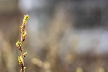 Naklejka premium Blossoming leaf on a branch of a bush. Spring nature. Nature wakes up.