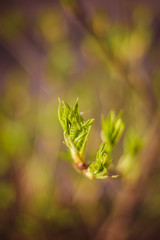 Blossoming leaf on a branch of a bush. Spring nature. Nature wakes up.