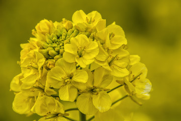 Field of the Rape-flowers