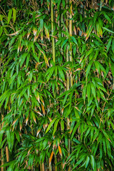 Bamboo tropical jungle vegetation