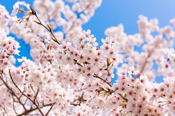 Zelfklevend Fotobehang 桜 © skyandsun