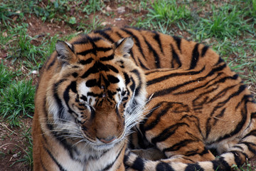 Tiger portrait in the zoo