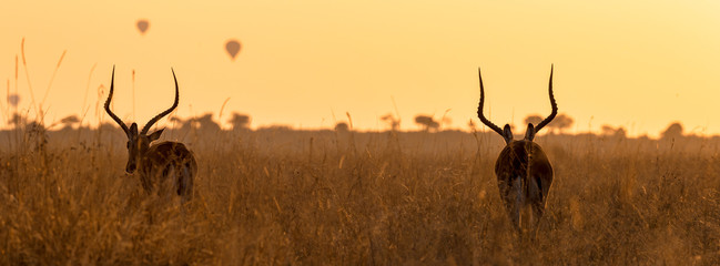 Impalas and balloons at dawn in the Masai Mara, Kenya.Hot air balloons can be seen in the sky in...
