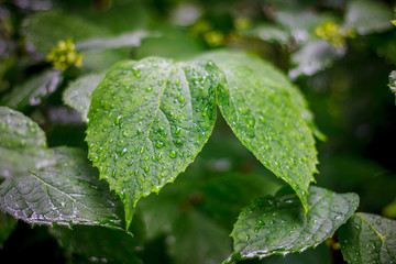 Blossoming leaf on a branch of a bush. Spring nature. Nature wakes up.