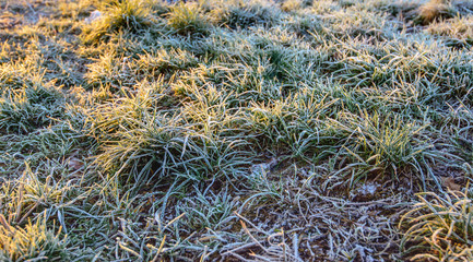 Frosted grass in the early morning sun