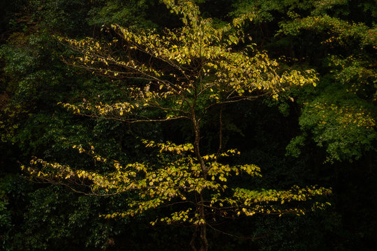 Lonely yellow tree