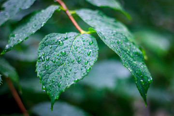 Blossoming leaf on a branch of a bush. Spring nature. Nature wakes up.