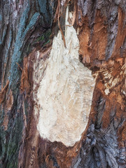 Fraßspuren eines Bibers, Niedersachsen, Deutschland 