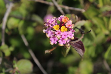 Violette Blüte, der Frühling kommt