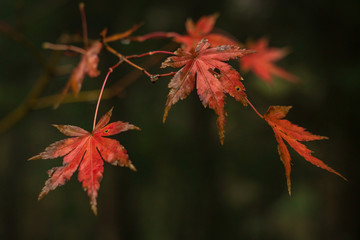Red Japanese maple leaves in Autumn