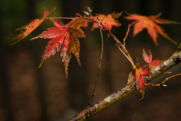 Red Japanese maple leaves in Autumn