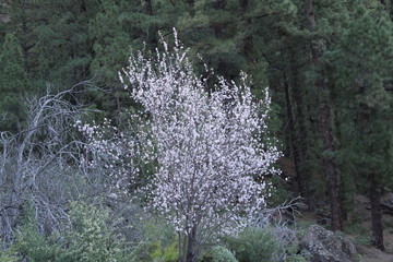 Mandelbaum in voller Blüte, das Frühjahr beginnt