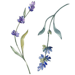 Fototapeta na wymiar Purple lavender floral botanical flower. Watercolor background illustration set. Isolated lavender illustration element.