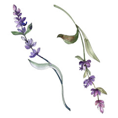 Purple lavender floral botanical flower. Watercolor background illustration set. Isolated lavender illustration element.