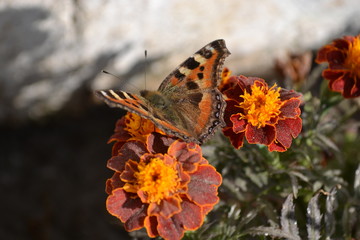 Obraz premium butterfly on french marigold flowers
