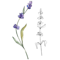 Purple lavender floral botanical flower. Watercolor background illustration set. Isolated lavender...
