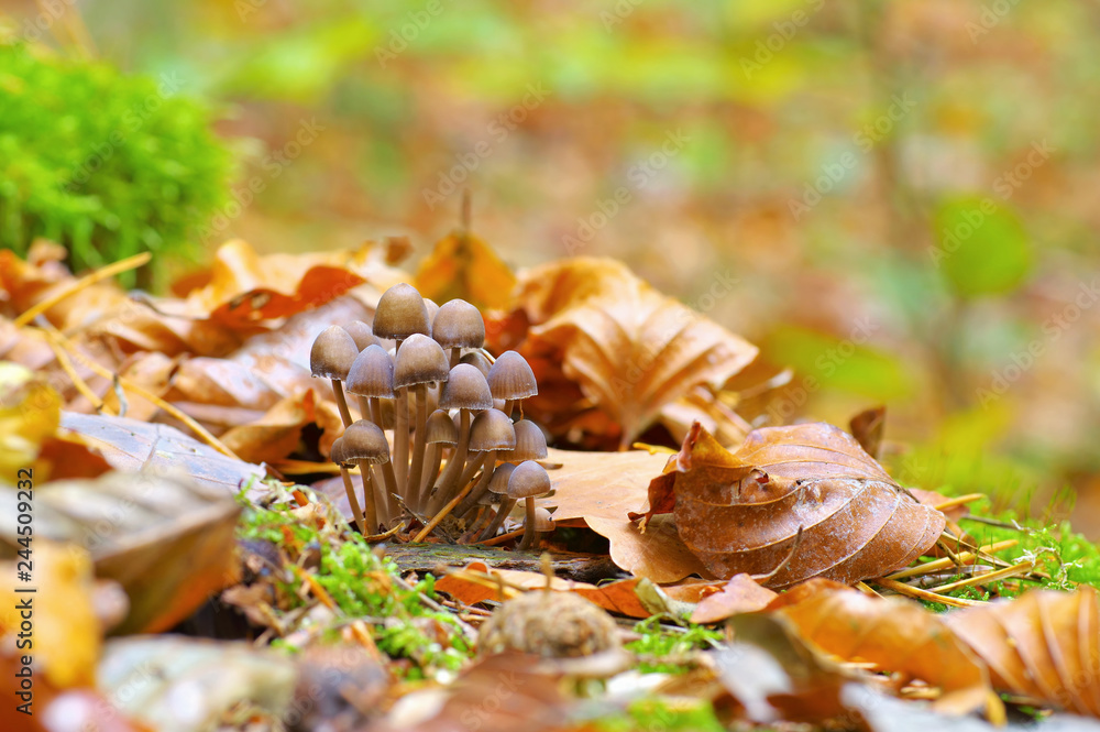 Poster helmlinge im herbstwald - a group of mycena mushrooms in forest