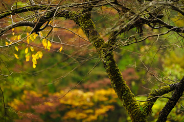 Autumn colours in Japan