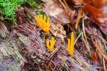 Gegabelter Hörnling  CALOCERA FURCATA - CALOCERA FURCATA, a fungal genus in the Dacrymycetes order in forest
