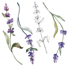 Purple lavender floral botanical flower. Watercolor background illustration set. Isolated lavender...