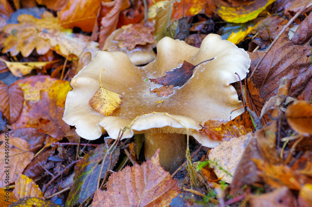 Sticker Nebelkappe, Clitocybe nebularis - clouded agaric or Clitocybe nebularis in forest