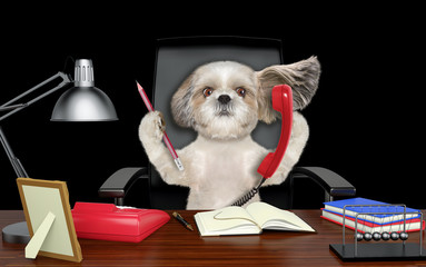 Cute shitzu dog sitting on leather chair with telephone and pencil. Isolated on black