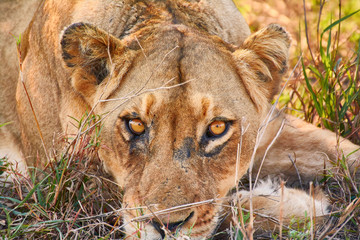 Alone and injury lion female